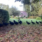 Elzentuin Oud-Beijerland