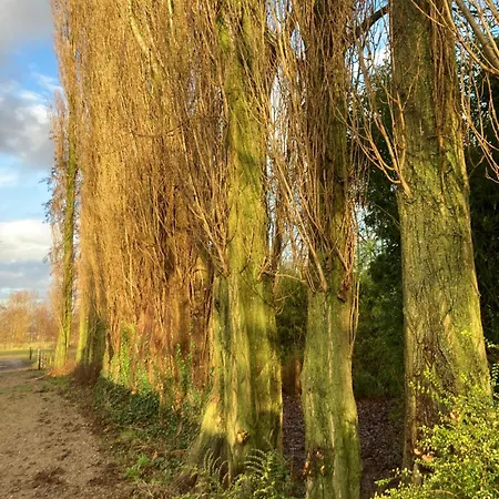 Bamboenest En De Poppel * Oud-Beijerland